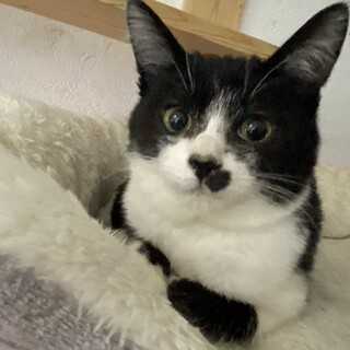 おかげさまで素敵な家族がみつかりました☆カボス君