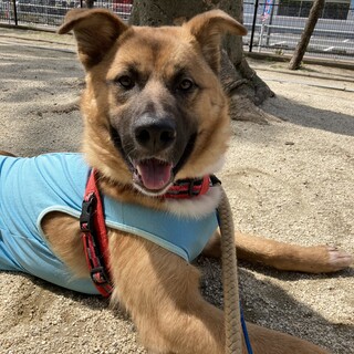 「チャタロー」男の子