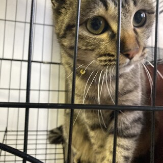 元気なキジトラ女の子　　交渉中