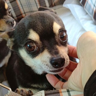 素敵な家族ができました、ありがとうございました♪