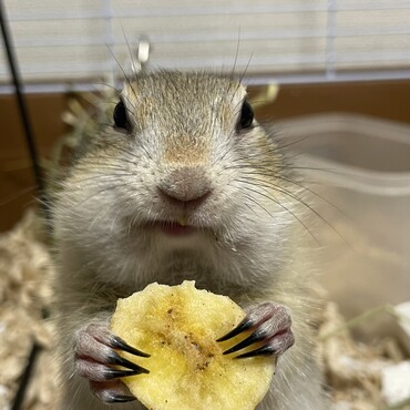 ドライバナナ見かけたら数秒で巣箱から出てきます。