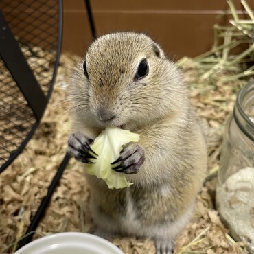 野菜はマスト！