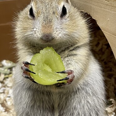 シャインマスカット（人間よりいいもの食べてる）