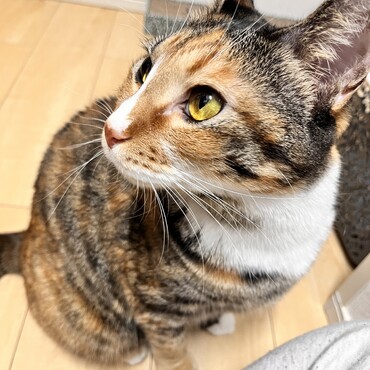 あの時、いただいた猫ちゃんは元気にしてます！