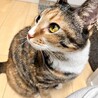 あの時、いただいた猫ちゃんは元気にしてます！