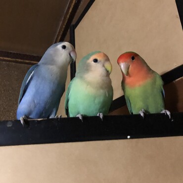 空（青）ミド（緑）タイガ（ノーマル）のコザクラ三銃士