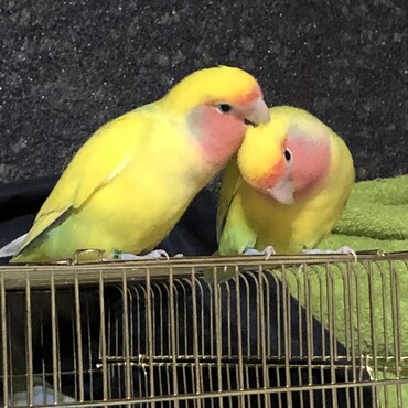 ヒマワリ、キララのコザクラインコ