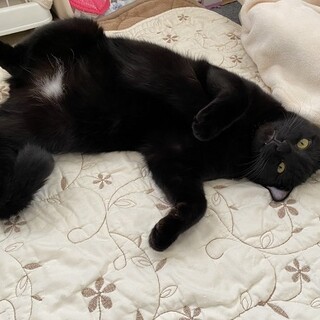 人慣れした男の子☆猫も大好き！