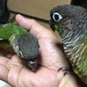 カイとリキのウロコインコ夫婦
