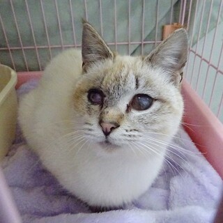 人見知りがない甘えん坊の女の子