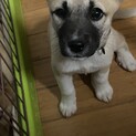 可愛い５兄妹栗ちゃんの優しい家族を探しています