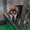 たれ耳の中型おじいちゃん犬 4-7-4