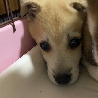 可愛い５兄妹栗太郎の優しいお家を探しています