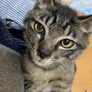 兄妹で里親決定！チロルくん♡