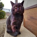 大きな黒猫