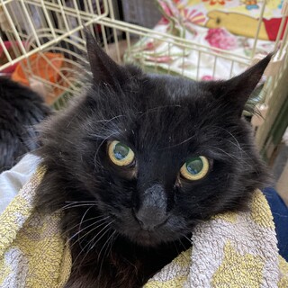 人見知りなんです　ムーン