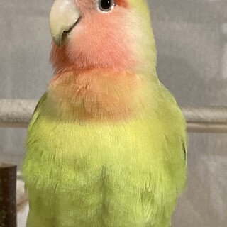 コザクラインコ　里親募集