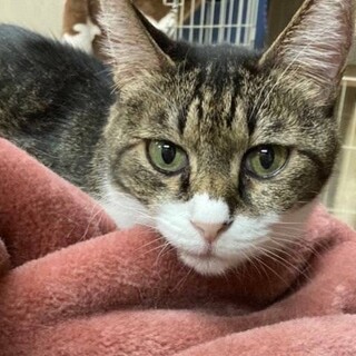 《4/24譲渡会参加》人懐っこいひめちゃん