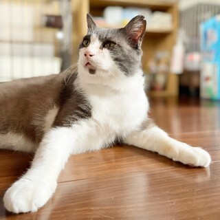 【グレー白】人が大好きな心ちゃん