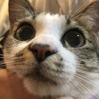 美猫こりんちゃん