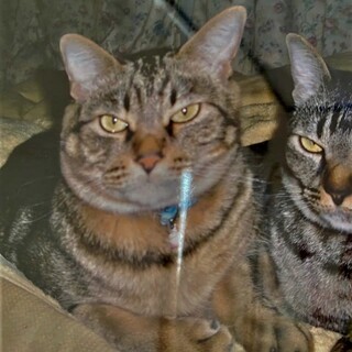 御高齢の飼主さんが骨折で入院。うりくん♂11才