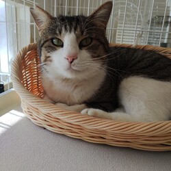 第157回　にゃん☆ぴーす猫譲渡会