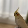 こっぺぱん。