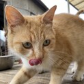 捨て猫ちゃん里親募集