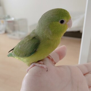 【里親募集】マメルリハ