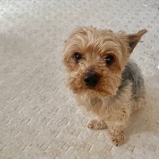 【ロン】ヨークシャーテリアの新しい家族を募集します