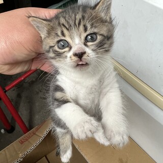 子猫の里親募集　1匹