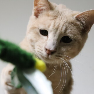 【お話中】薄茶トラくんの募集！