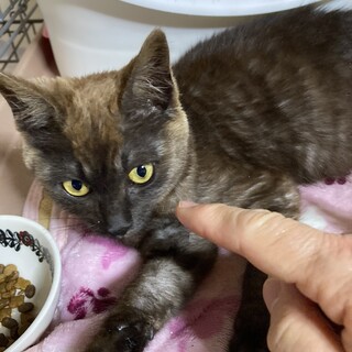 黒トラの可愛いビオラ❣️