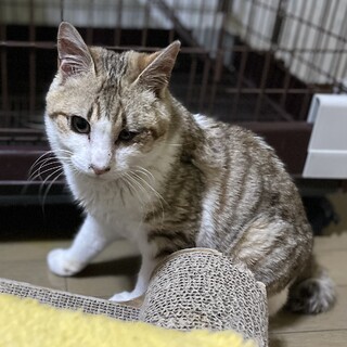 ゴロスリの男の子です