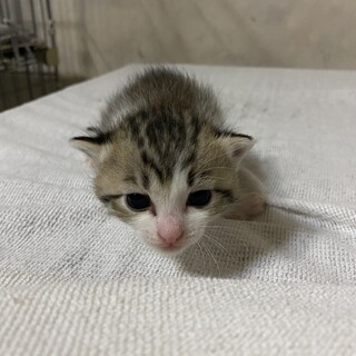 子猫 ご応募一時停止中