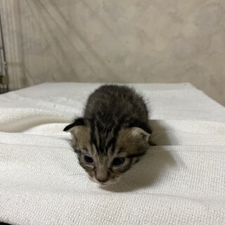 子猫 ご応募一時停止中