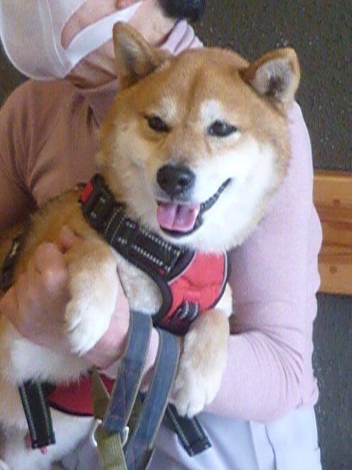 胡麻柴５歳位の男の子 怖 京都府 犬の里親募集 ペットのおうち 月間利用者150万人