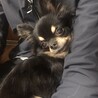  チワワのメルちゃん♀４才 サムネイル3