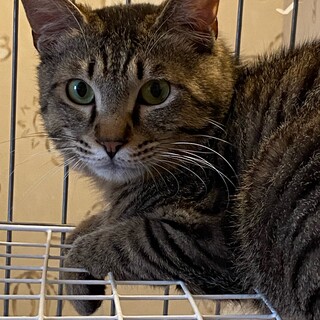 1歳から2歳くらいのキジトラの男の子