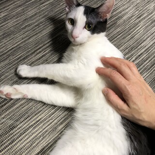 人懐こくて元気モリモリ！イケメン白黒のウォルくん！