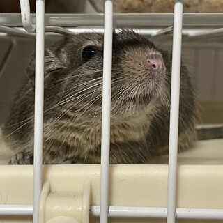 デグー里親募集　