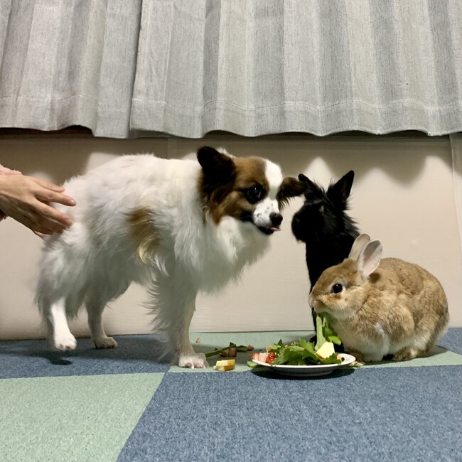 ちゃたよものカバー写真