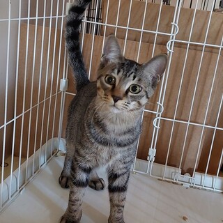 元気が出る子！