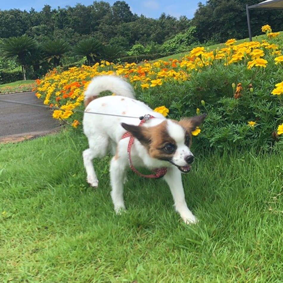 チャッピーのカバー写真