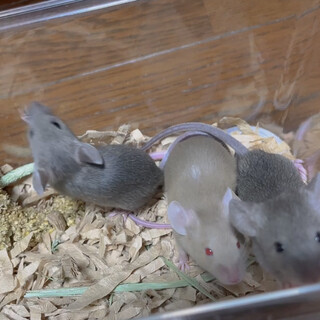 ハツカネズミ 4ヶ月