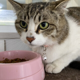 甘えん坊のおとなしい女の子