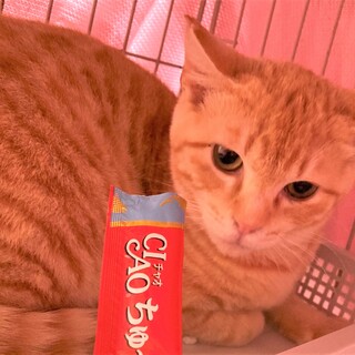 修行真っただ中のCOO(くー)