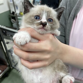 可愛い仔猫の飼い主様募集！！