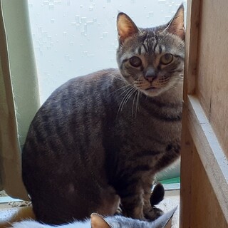 緊急！家をなくす保護猫・キジのユウキ君