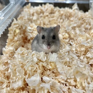 ジャンガリアン(女の子)